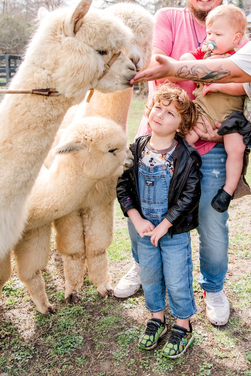 Family day Alpaca's 7