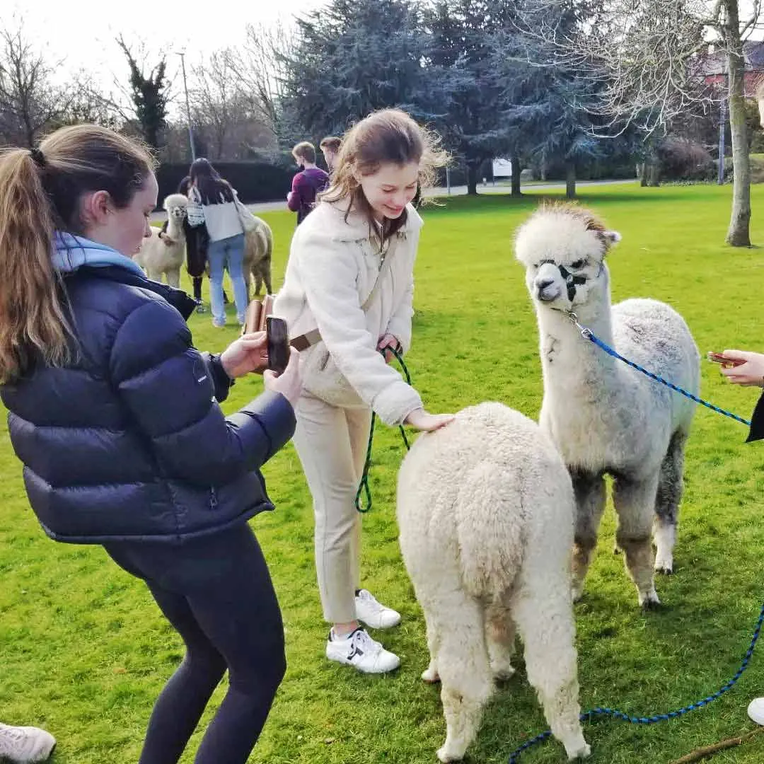 Family day alpaca's 8